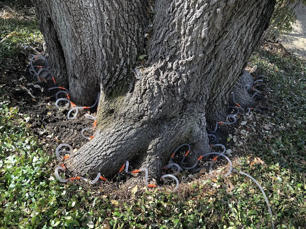 Detailed Tree Cabling and Bracing job site in Rio Dell